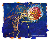 Japanese Sea Nettle by Roger Bacharach