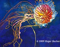 Japanese Sea Nettle by Roger Bacharach
